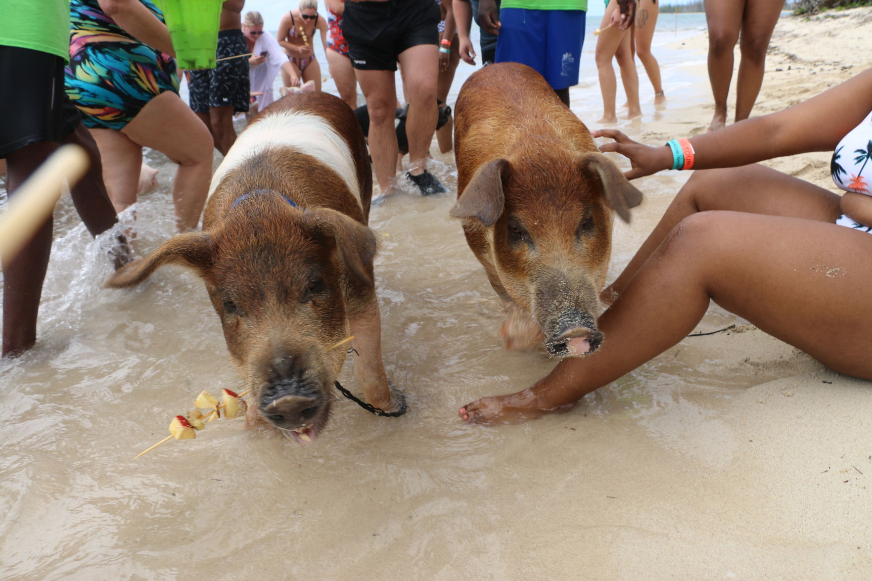 Pigs